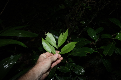 Anthocarapa nitidula, photograph 2