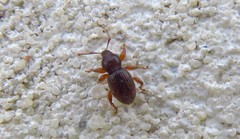 Barypeithes pellucidus