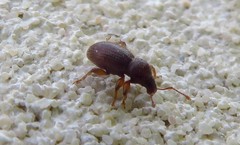 Barypeithes pellucidus