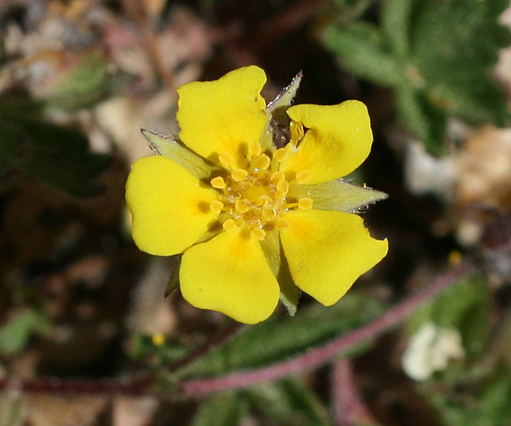 Potentilla rimicola