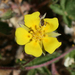 Cliff Cinquefoil - Photo (c) jrebman, some rights reserved (CC BY-NC), uploaded by jrebman