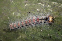 Lymantria xylina