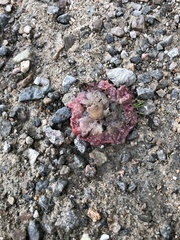 Callirhytis seminator