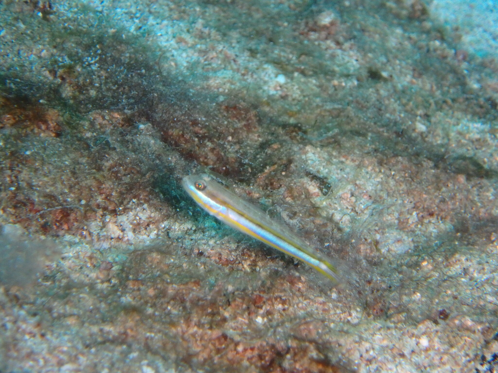 Yano's Glidergoby photo 2