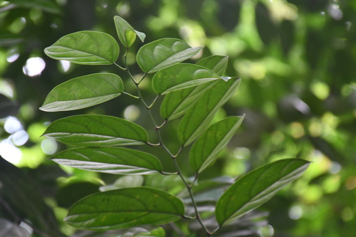 Scorodocarpus borneensis observed 2026-06-28