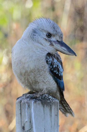 Blue-winged Kookaburra