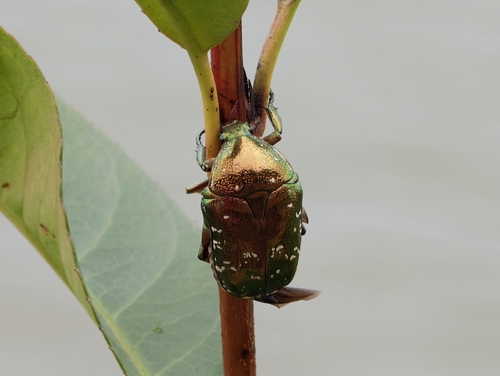 Oriental Flower Beetle