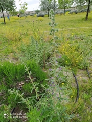 Echium plantagineum
