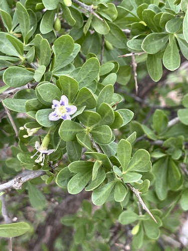 African boxthorn