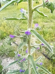Echium plantagineum