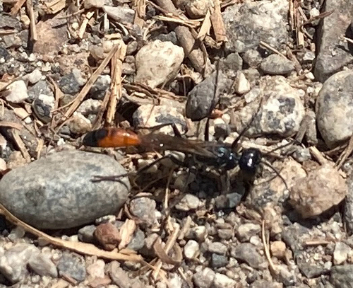 iNaturalist observation photo of Thread-waisted Wasps