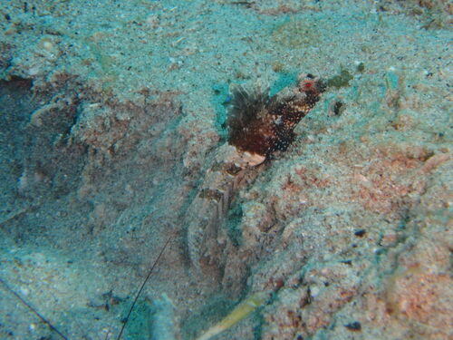 Tomiyamichthys observed 2026-06-14