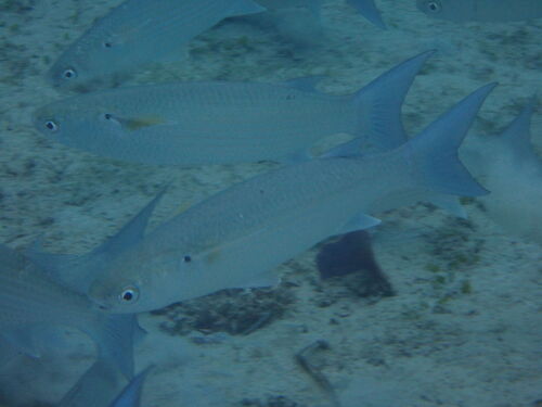 Crenimugil seheli observed 2026-06-14