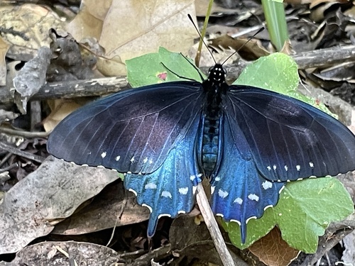 California Pipevine Swallowtail seen in Sonoma Valley