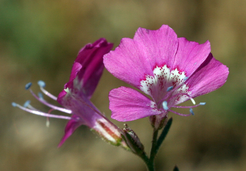 Ipomopsis effusa