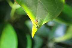 Bijoaraneus