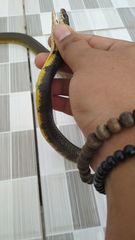 Xenelaphis hexagonotus