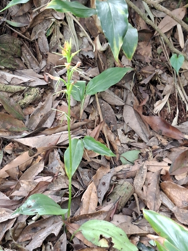 Cryptostylis arachnites observed 2026-07-05