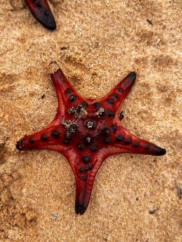 Chocolate Chip Sea Star