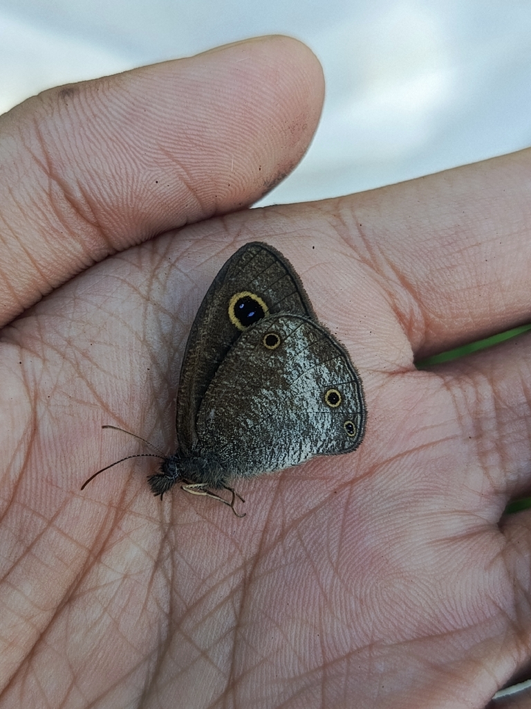 Ypthima nigricans