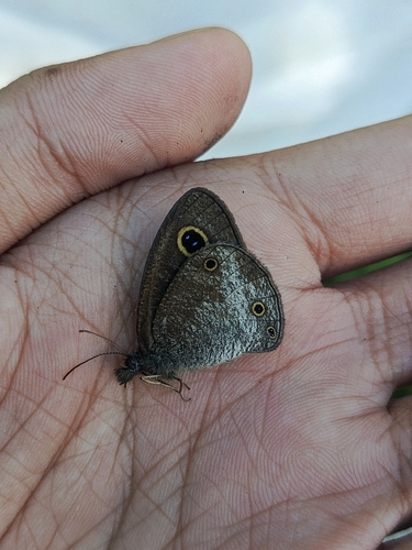 Ypthima nigricans