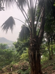 Livistona chinensis