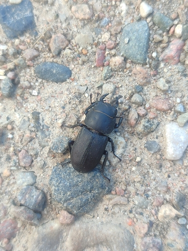 Lesser Stag Beetle