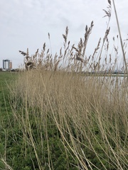 Phragmites australis