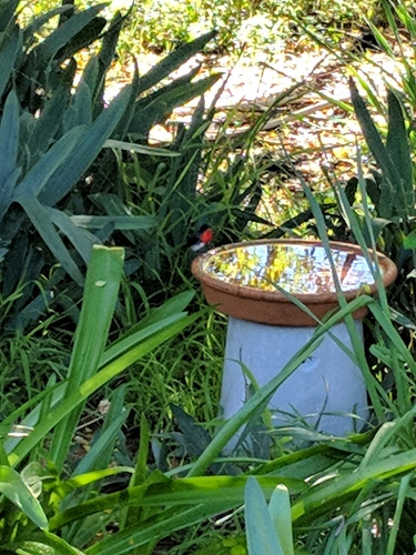 Mistletoebird