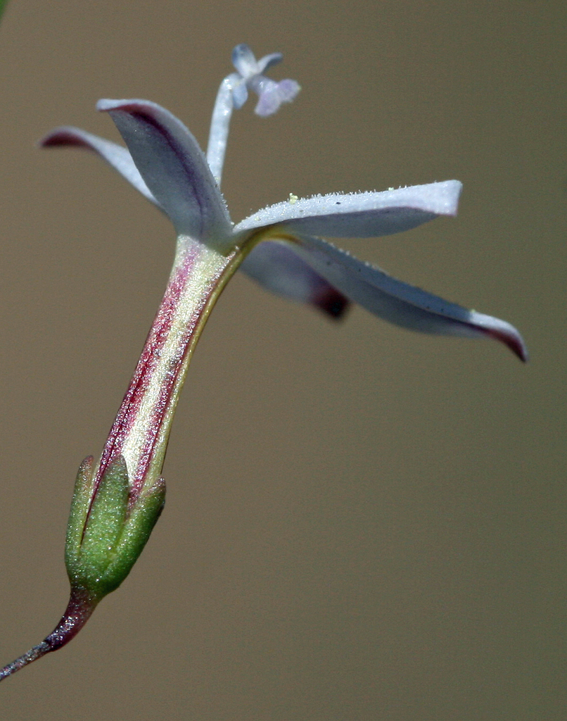 Long-flowered Nemacladus