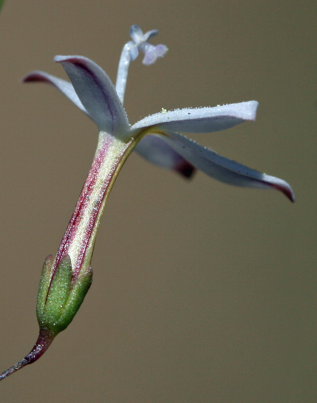 Nemacladus longiflorus