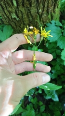 Crepis paludosa, photograph (c) ivansemenkov, some rights reserved (CC BY)