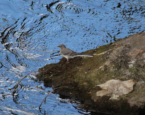 White Wagtail