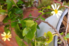 Senecio macroglossus