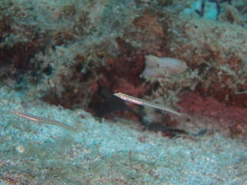 Trichonotus observed 2026-06-14