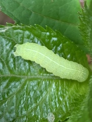 Orthosia hibisci