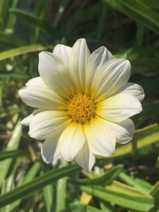 Gazania × splendens