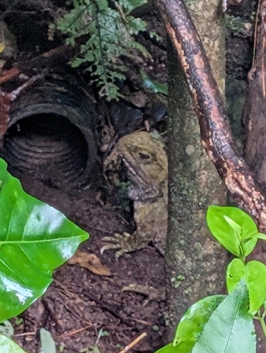 Tuatara