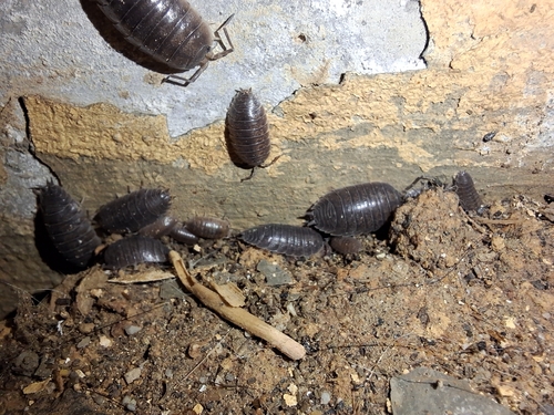Swift Woodlouse
