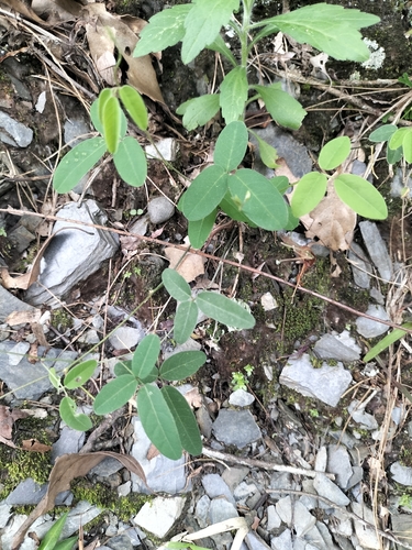 Dumasia villosa
