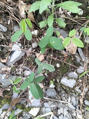 Dumasia villosa