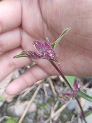 Cyanotis arachnoidea