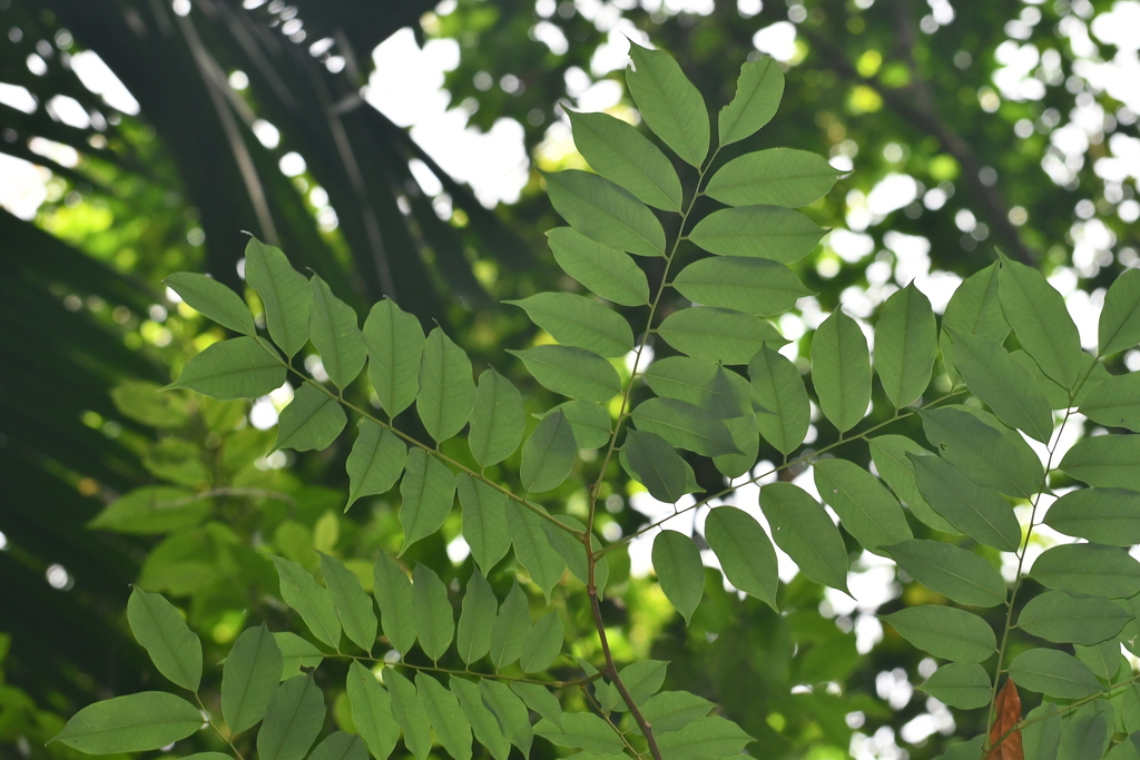 Kayu Menggeris (Koompassia malaccensis)