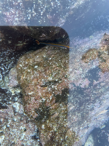 Doryrhamphus excisus observed 2026-07-05