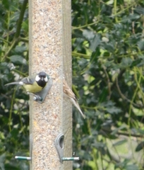 Parus major newtoni
