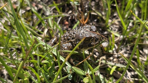 iNaturalist observation photo of Yosemite Toad