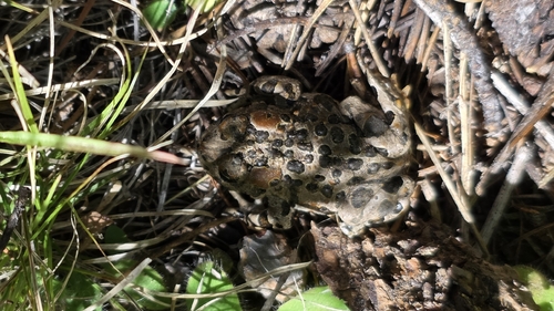 iNaturalist observation photo of Yosemite Toad