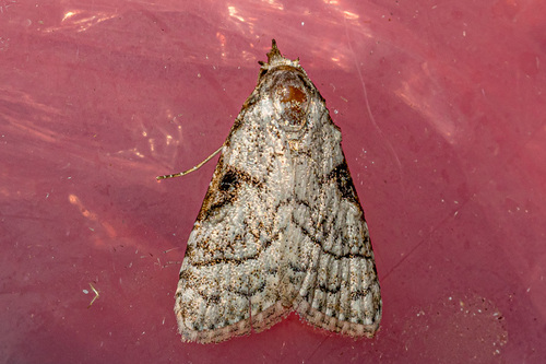 Meganola flexilineata