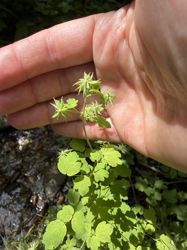 Thalictrum sparsiflorum, photograph 1