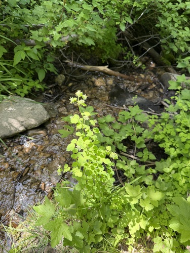 Thalictrum sparsiflorum, photograph 2
